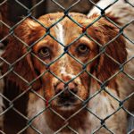 6 Reasons to be a Foster Parent to a Homeless Dog