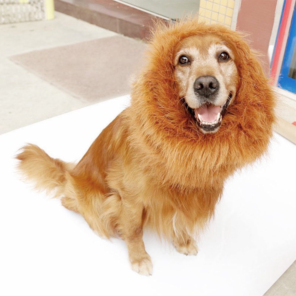 dog-lion-costume
