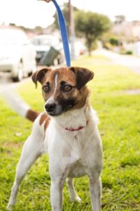 jack-russell-406166_960_720