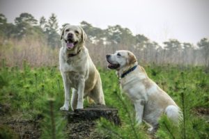 labrador-breed-dogs-animal-large
