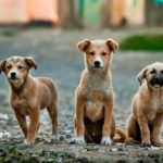 7 Commands Every Dog Must Know