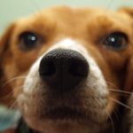 Is A Beagle Right For You?