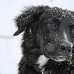 Preparing Your Dog For Winter