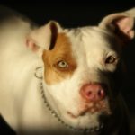Breed-Specific Legislation:  Pet Owners and BSL