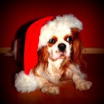 Holiday Gift Guide for Dog and Owner