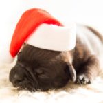 Is a Christmas Puppy Right for You?