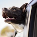 Surviving Holiday Travel with your Dog