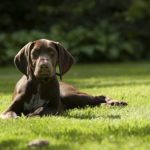 Is a German Shorthaired Pointer Right for You?
