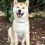 Is a Shiba Inu Right for You?