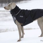Best Winter Clothing for Dogs