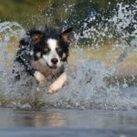 Dog Training 101:  Teaching Your Dog Recall