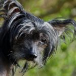 Is a Chinese Crested Dog Right for You?