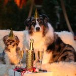 New Year’s Resolutions for You and Your Dog in 2017
