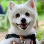 Is a Pomeranian Right for You?