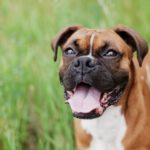 Is a Boxer Right for You?