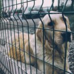 Common Reasons Owners Rehome Their Dogs