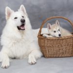 Tips for Choosing a Dog Breeder
