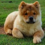 Is a Chow Chow Right for You?