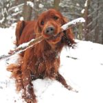 Are Sticks Safe for Dogs to Play With?
