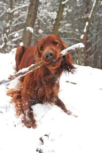 are sticks safe for dogs