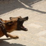 How to Prevent Aggression in Dogs