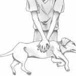 How to Perform CPR on a Dog