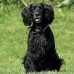 Is a Cocker Spaniel Right for You?
