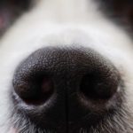 How to Spot Eye, Nose, and Ear Disorders in Dogs