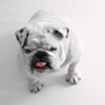 Brachycephalic Dogs:  Everything You Need to Know