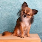Is a Chihuahua Right for You?