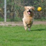 Boarding Kennel or Dog Sitter: Which is Best?
