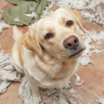 20 Tips on Helping Your Dog with Separation Anxiety