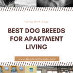 Best dog breeds for apartment living