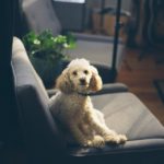 Best Dog Breeds for Apartment Living