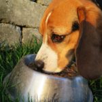 Top 5 Value Dog Food Brands That Are The Healthiest For Your Dog