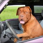 Is Your Dog Afraid of Car Rides?  Here’s What You Need To Do