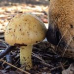 Yard Mushrooms and your Dog – Know What to Look For