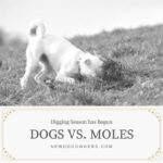 Dogs vs. Moles:  Digging Season has Begun