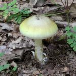 mushroom-1063290_960_720