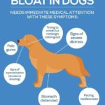 dog-bloat