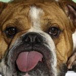 Is an English Bulldog Right for You?