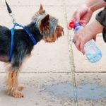 Is Your Dog Hydrated:  What Dog Owners Need to Know about Hydration