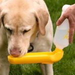 gulpy-dog-water-bottle