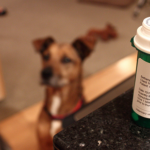 Dog Allergies: Is Aqoquel Right for your Dog?