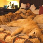1-dogs-taking-over-bed