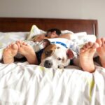 Should You Let Your Dog Sleep in Bed with You?