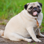 5 Signs Your Dog May Be Overweight