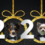 6 Changes to Make with your Dog in 2020