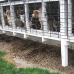 puppy-mill-outdoor-cages