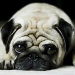 Chinese Pug History and Dog Breed Information